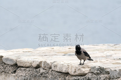 屋顶上的乌鸦