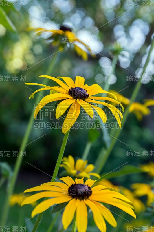 黄花，黑褐色的中心开花，黑眼睛的苏珊在花园里