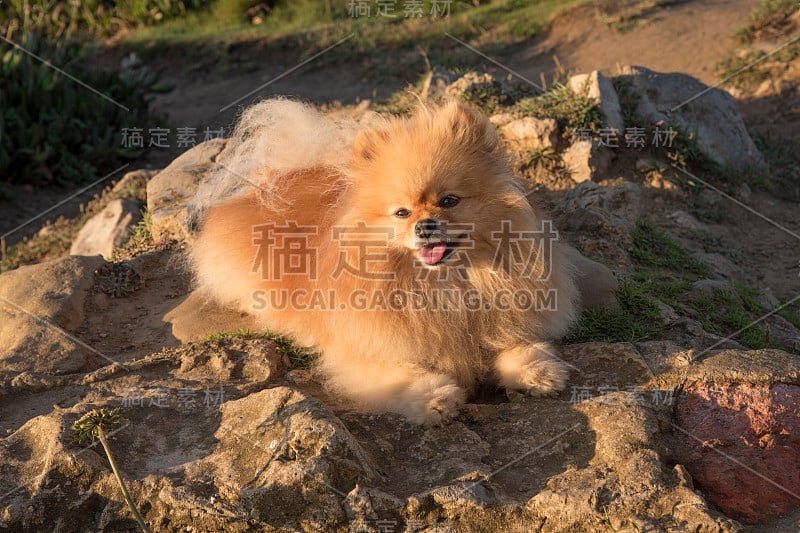 肉桂色的狗和博美犬品种，在La Roca Blanca, Suances, Cantabria，西班