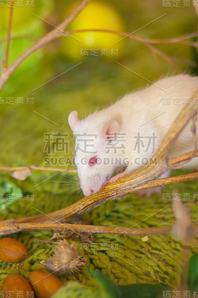 树枝间美丽的白老鼠
