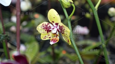 紫黄兰