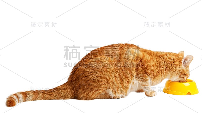 红猫从黄色的碗里吃他的食物。孤立在白色的。