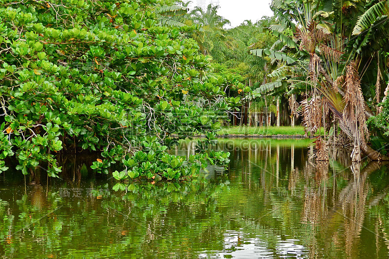 毛里求斯- Jardin pamplemousse, arbre, etang