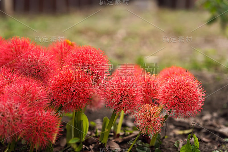 粉扑百合或血花，美丽的鲜红色球形花序在模糊的自然背景。泰国的观赏植物