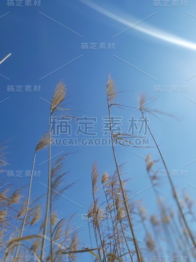 芦苇在风中摇摆，蓝天和一束阳光在背景中