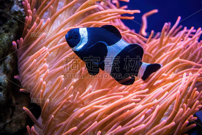 海葵和黑小丑鱼