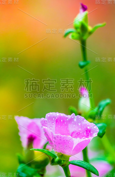 大马齿苋(苔玫瑰或苔玫瑰)，科