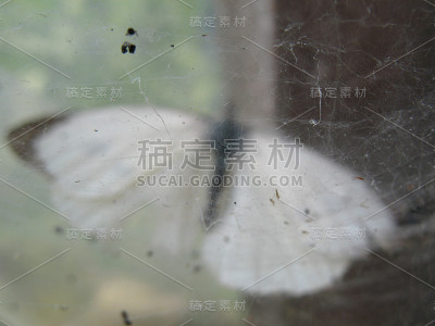 昆虫