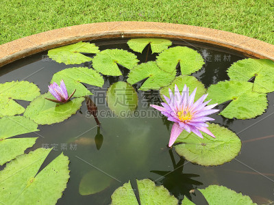 莲花