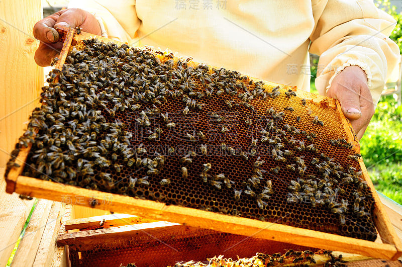 养蜂人用蜂巢养蜜蜂