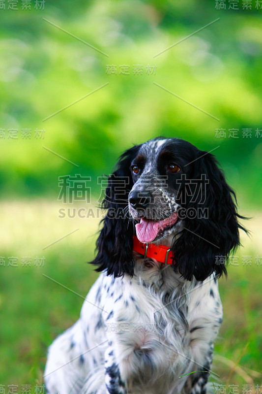 犬种俄罗斯猎犬