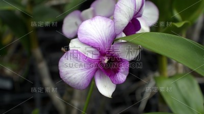 紫白兰