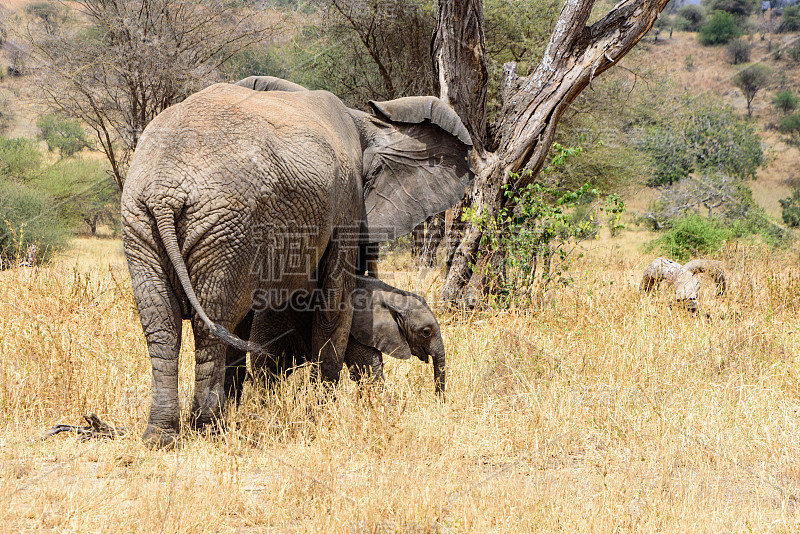 成年和幼年非洲象(Loxodonta africana)从后面