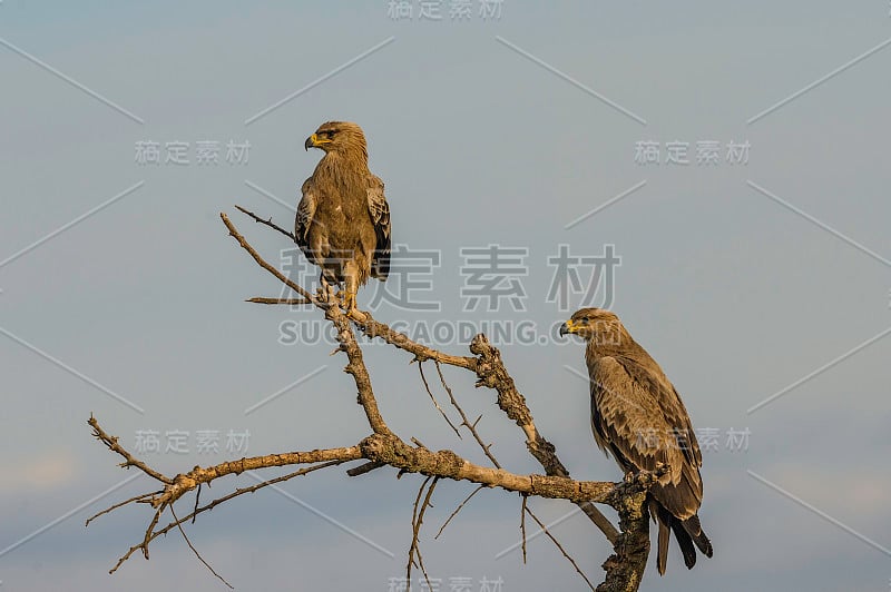 黄褐色鹰(Aquila rapax)是一种大型食肉鸟。坦桑尼亚的Tarangire国家公园