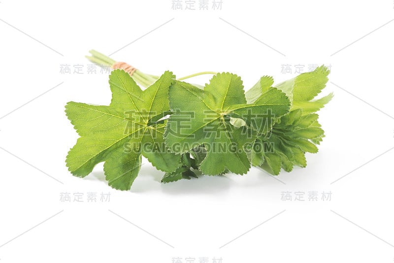 夫人的斗篷叶孤立在白色的背景。花草茶。(Alchemilla mollis)