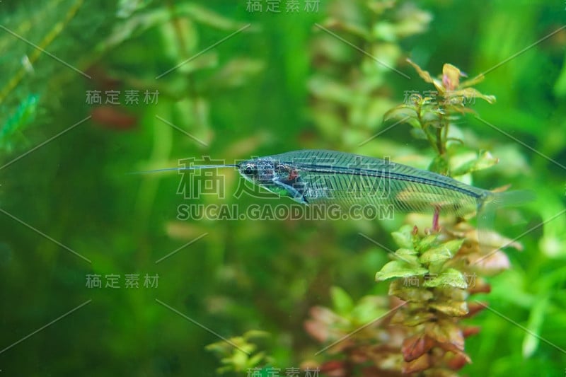 水族馆里的一只玻璃鲶鱼