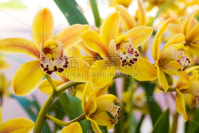 花园里的兰花