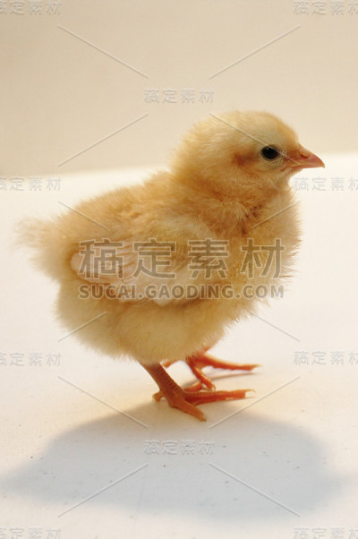 单只黄色雏鸡