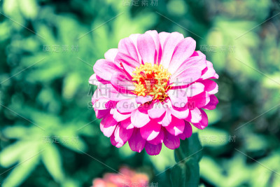 花园里有粉红色的砂叶花