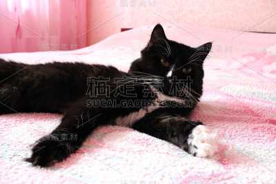 黑猫俯卧在新婚的床上