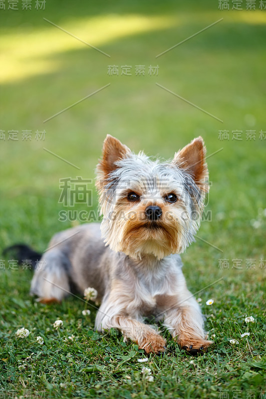 可爱的小约克郡犬