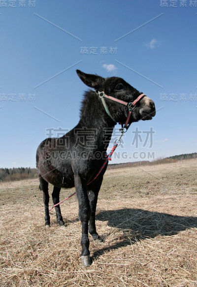 驴