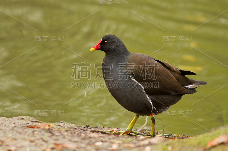 常见gallinule