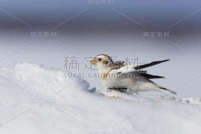 冬天雪花飞舞