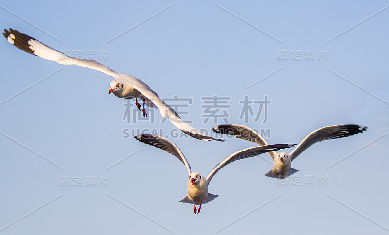 在泰国的邦浦，棕头海鸥在飞行。