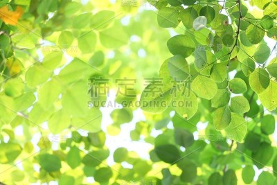 热带植物的叶子有温暖的光生长在植物园