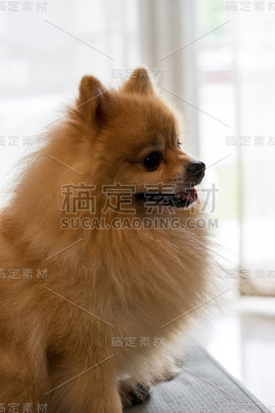 特写博美犬斯帕斯微笑，选择性聚焦。