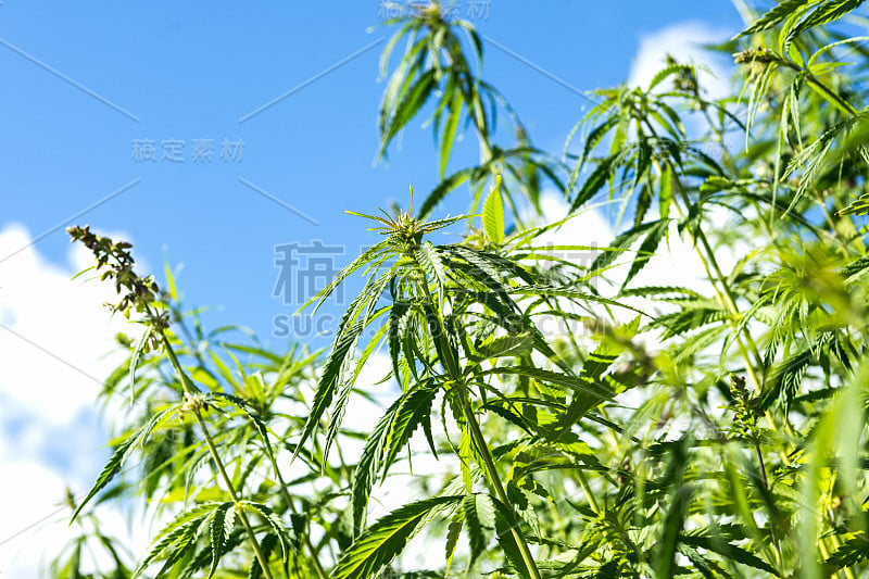 大麻，大麻植物在农村多云的天空背景