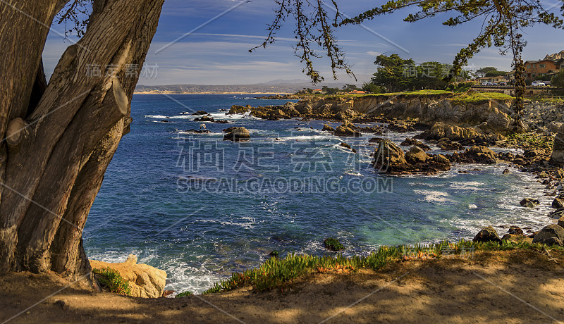 太平洋海岸柏树和海浪拍打着崎岖的加州北部蒙特雷海岸线的悬崖