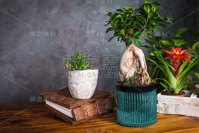 室内植物在时尚的深色室内。