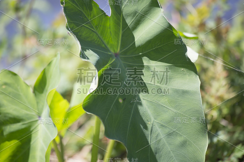 大象的耳朵植物