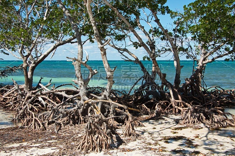 Cayo Jutia海滩上的树木