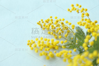含羞草束