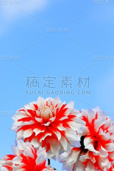 日本奈良的大丽花
