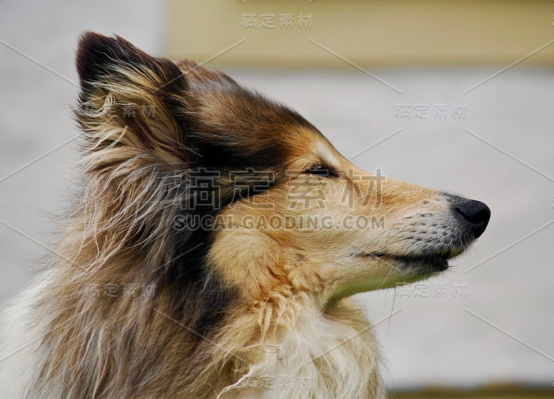 侧视图:设得兰牧羊犬的肖像