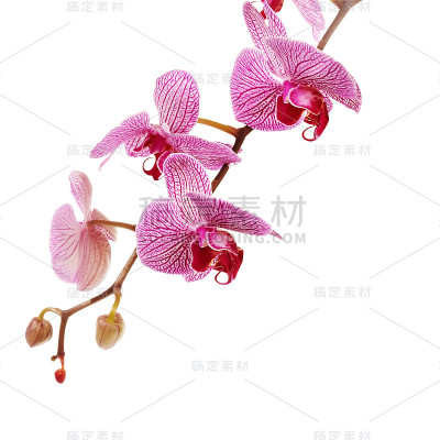 兰花蝴蝶兰的一种分枝。