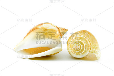 壳牌