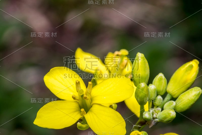 野生的小报春花