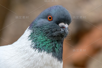 一只鸽子的详细画像。背景上的砖墙