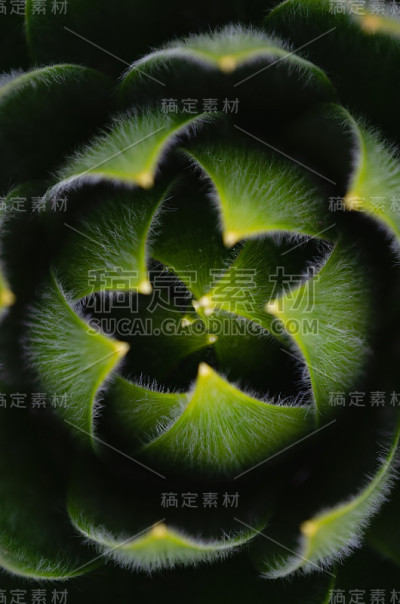 芦荟计划的特写