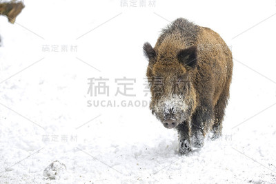 雪地里有野猪