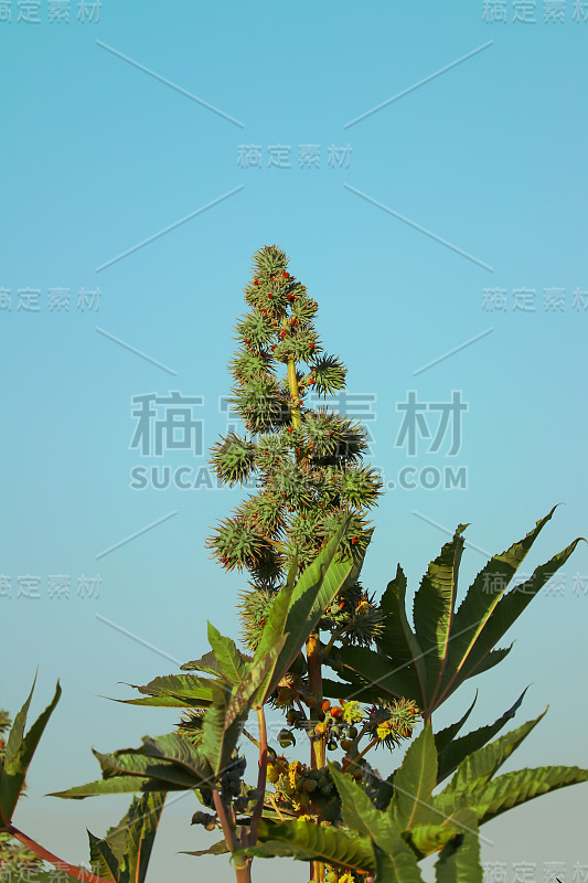 蓖麻(Ricinus communis)，蓖麻或蓖麻油植物，是大戟科大戟科多年生开花植物。它是蓖麻属