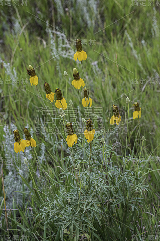 柱状茅属(Ratibida columnifera)，俗称草原松果花(prairie conflow