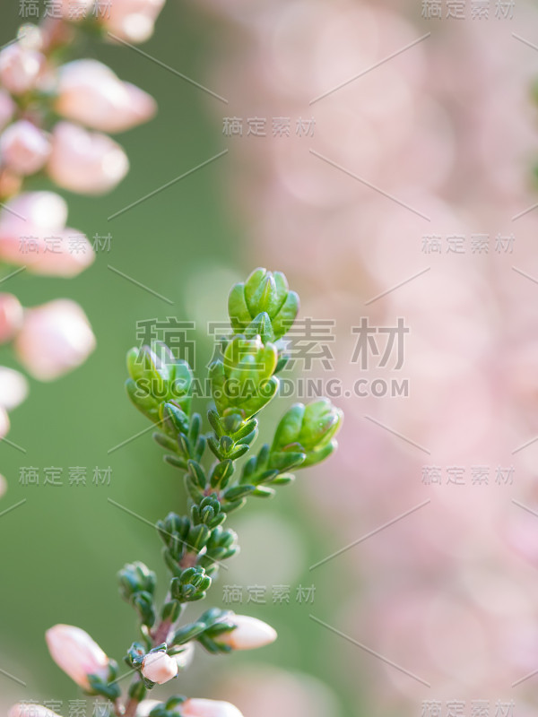 漂亮的粉红色马蹄莲