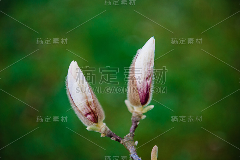 在木兰树枝上美丽的两个芽的特写