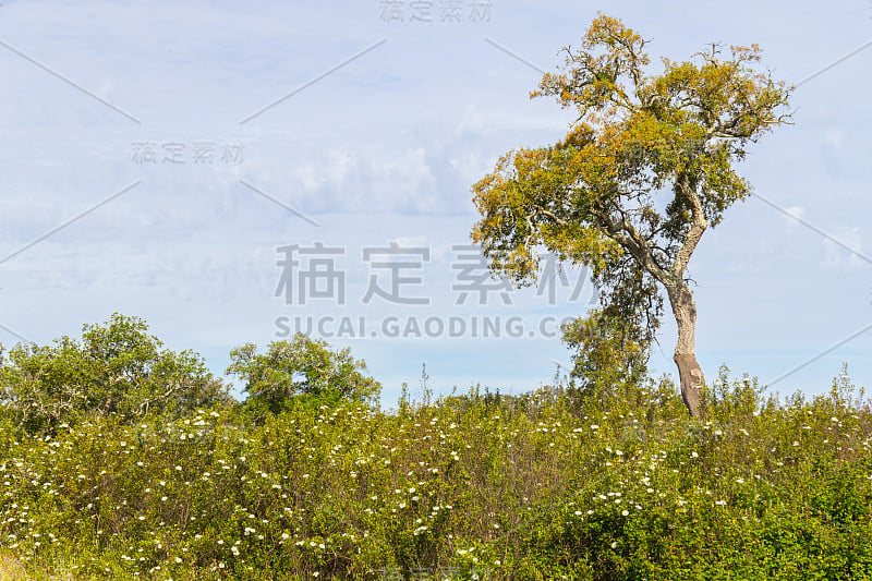 在圣地亚哥的塞科河谷，软木树林和埃斯特瓦花小径